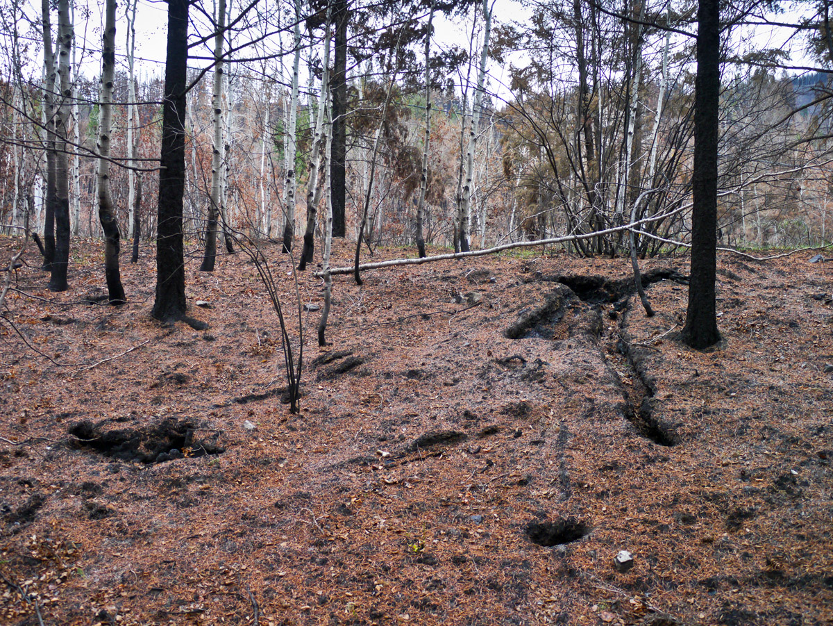 Burnt trees &amp; roots